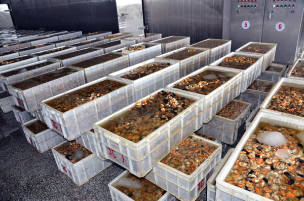 扇貝加工的產業布局與國際貿易 以大連長?？h和綏芬河保稅區為例
