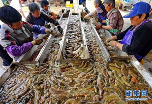 河北樂亭 海參豐收季，品質與銷售雙贏